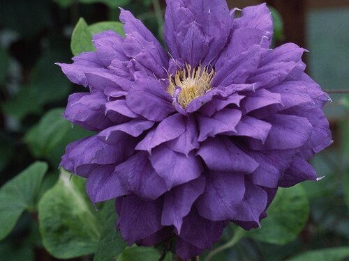 Clematis Franziska Maria 3 Litre