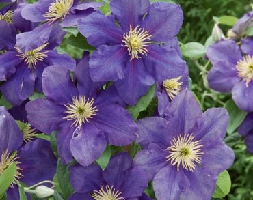 Clematis General Sikorski 3 Litre