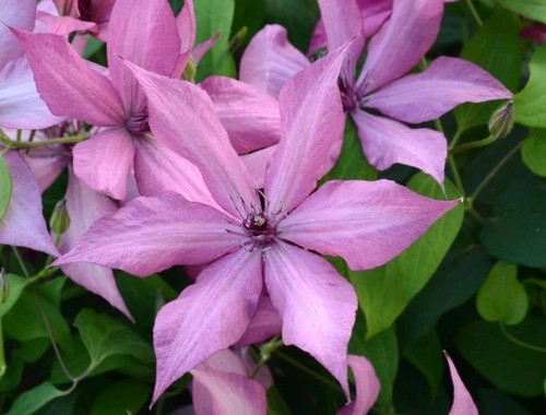 Clematis Giselle 3 litre