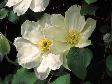 Clematis 'Guernsey Cream' 3 Litre