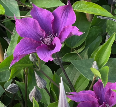 Clematis Guiding Promise 3 Litre