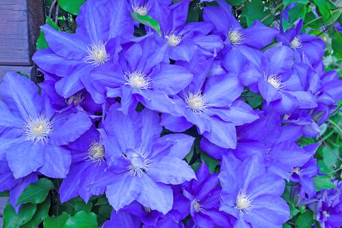 Clematis 'H. F. Young' 3 Litre