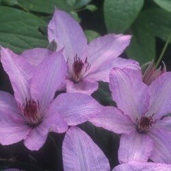 Clematis 'Hagley Hybrid' 3 Litre