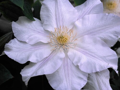 Clematis Ice Blue 3 Litre