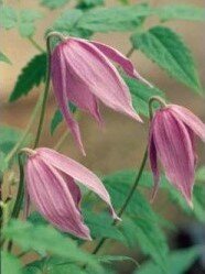 Clematis Integrifolia Pink Ice 3 Litre