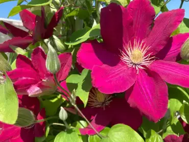 Clematis Issey 3 Litre