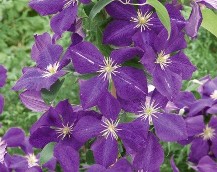Clematis Jackmanii 3 Litre
