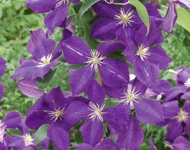 Clematis Jackmanii 3 Litre