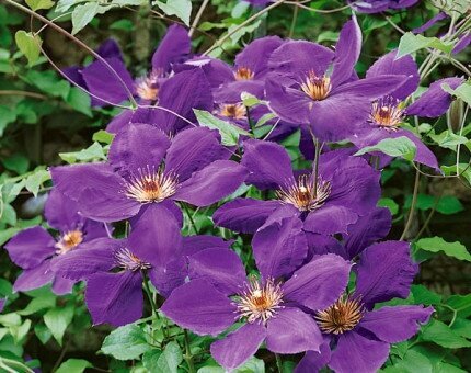 Clematis Jackmanii Superba 3 Litre