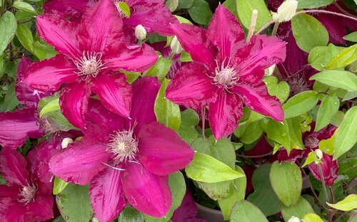 Clematis Jie 3 Litre