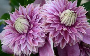 Clematis Josephine 3 litre