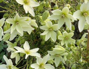 Clematis Kimiko 3 Litre