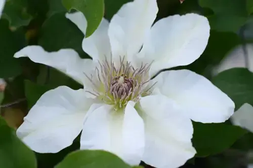 Clematis Kitty Hanging Basket