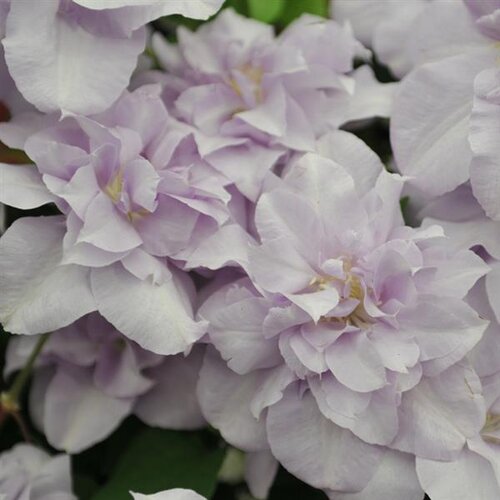 Clematis 'Louise Rowe' 3 Litre