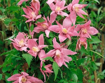 Clematis Macropetala Markhams Pink 3 Litre