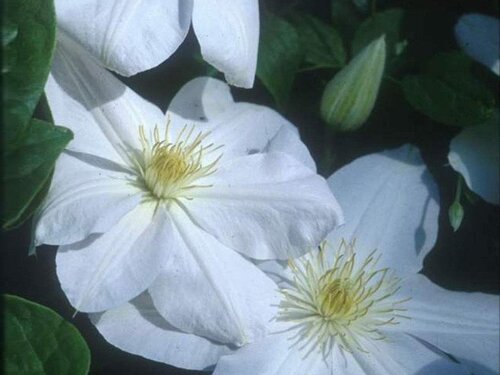 Clematis Marie Boisselot 3 Litre