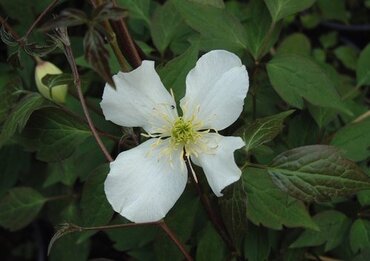 Clematis montana 'Alba' 3 Litre