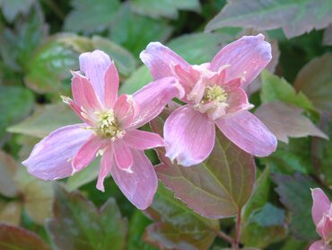 Clematis Montana Broughton Star 3 Litre