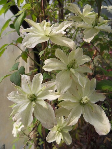 Clematis Montana Champagne Truffle 3 Litre