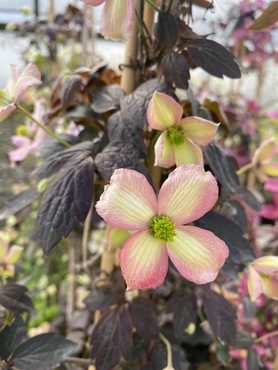 Clematis Montana Dark Chocolate Truffle 3 Litre