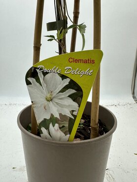 Clematis Montana Double Delight 3 Litre - image 2