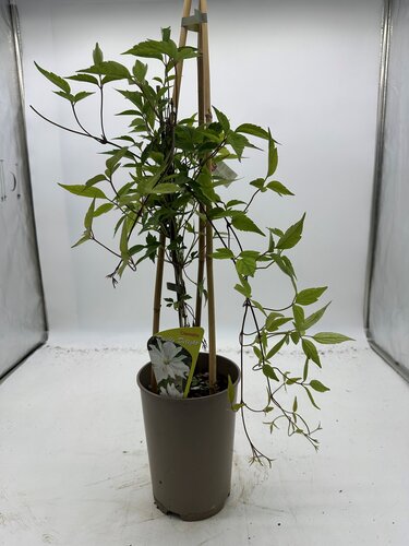 Clematis Montana Double Delight 3 Litre - image 4