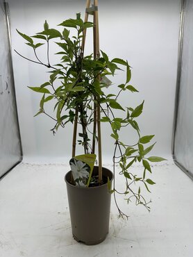 Clematis Montana Double Delight 3 Litre - image 4