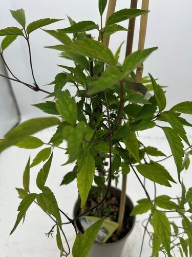 Clematis Montana Double Delight 3 Litre - image 6