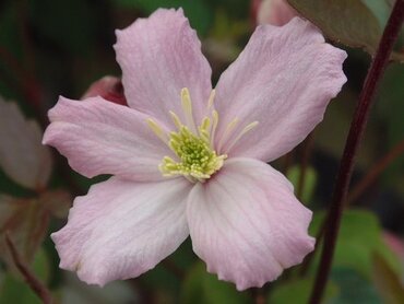 Clematis Montana Elizabeth 1.5m on Trellis 20 Litre