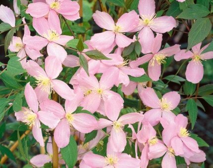 Clematis Montana Fragrant Spring 3 Litre