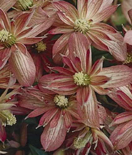 Clematis Montana Marjorie 3 Litre