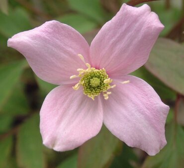 Clematis Montana Mayleen 3 Litre