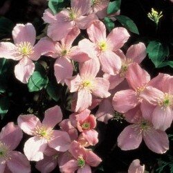 Clematis montana 'Rubens Superba' 3 Litre