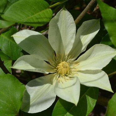 Clematis 'Moonlight' 3 Litre