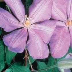 Clematis Mrs Cholmondeley 3 Litre