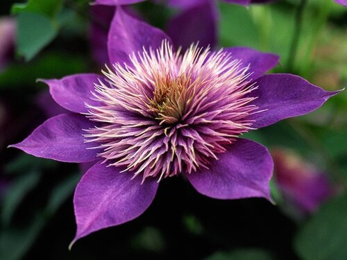 Clematis Multi Blue 3 Litre