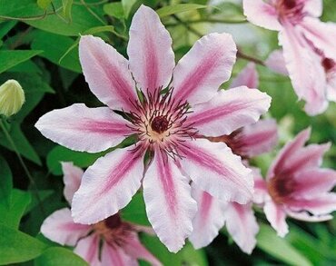 Clematis 'Nelly Moser' 3 Litre