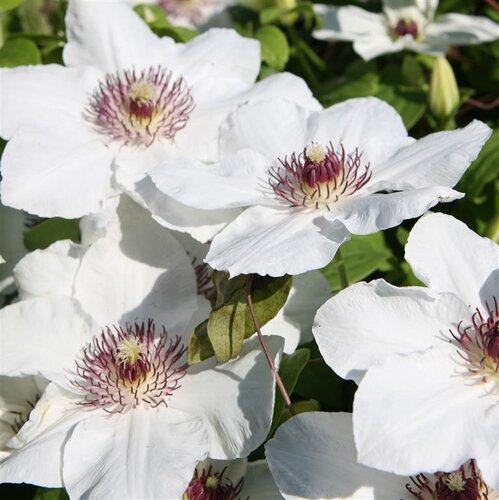 Clematis Ninon 3 Litre