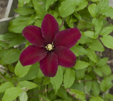 Clematis Niobe 3 Litre