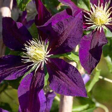 Clematis 'North Star' 3 Litre