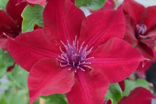 Clematis Nubia 3 litre