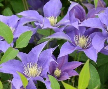 Clematis Olympia 3 litre