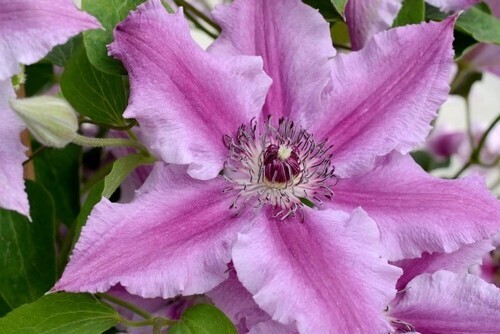 Clematis Ooh La La 3 Litre