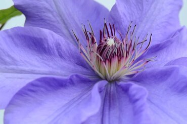 Clematis Parisienne 3 Litre