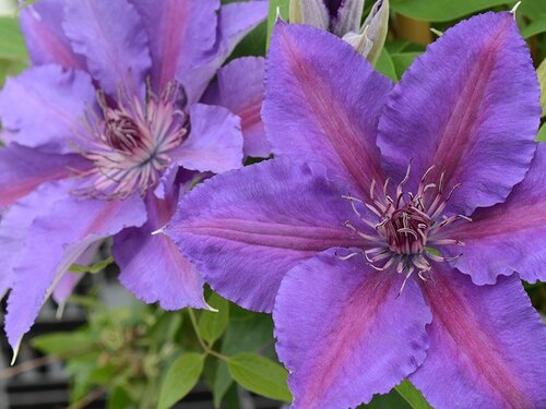 Clematis Paulie Hanging Basket