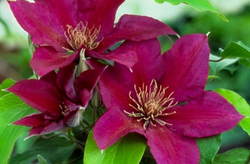 Clematis Picardy 3 litre