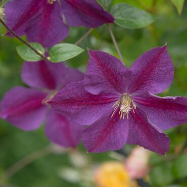 Clematis 'Pink Beauty' 3 Litre