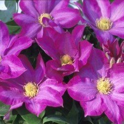 Clematis 'Pink Champagne' 3 Litre