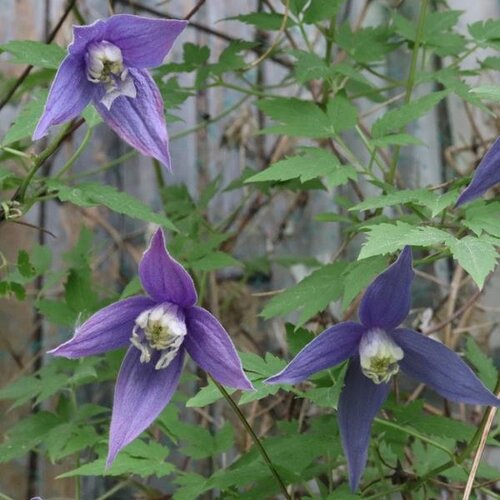 Clematis 'Purple Rain' 3 Litre