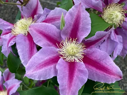 Clematis Queens Nurse 3 Litre